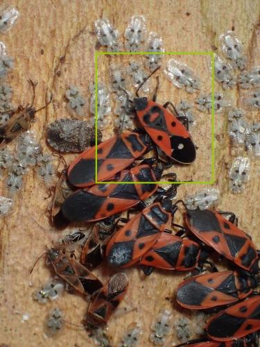 Melanocoryphus albomaculatus